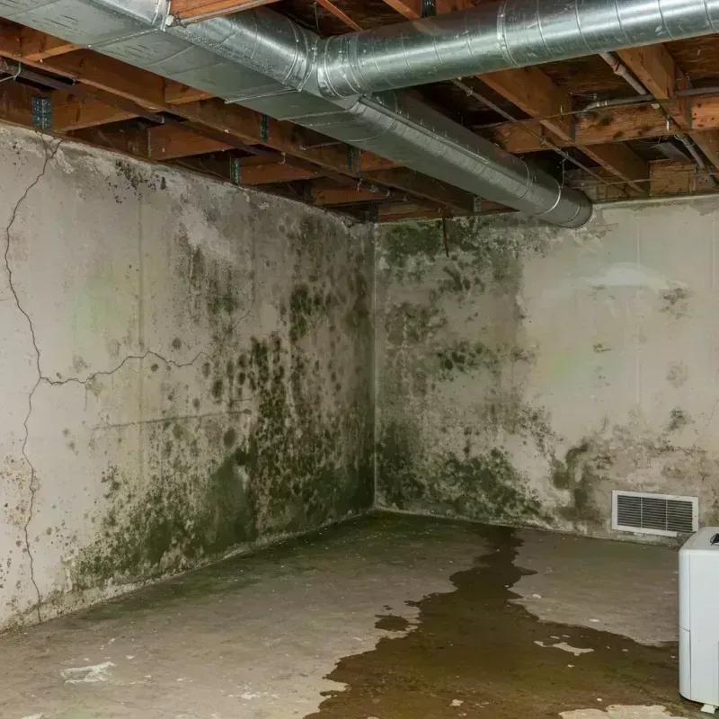 Professional Mold Removal in Brandenburg, KY